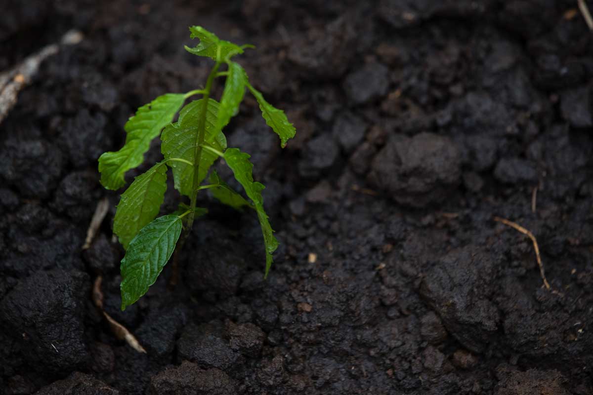 volcanoes safaris kyambura tree nursery reforestation community project uganda