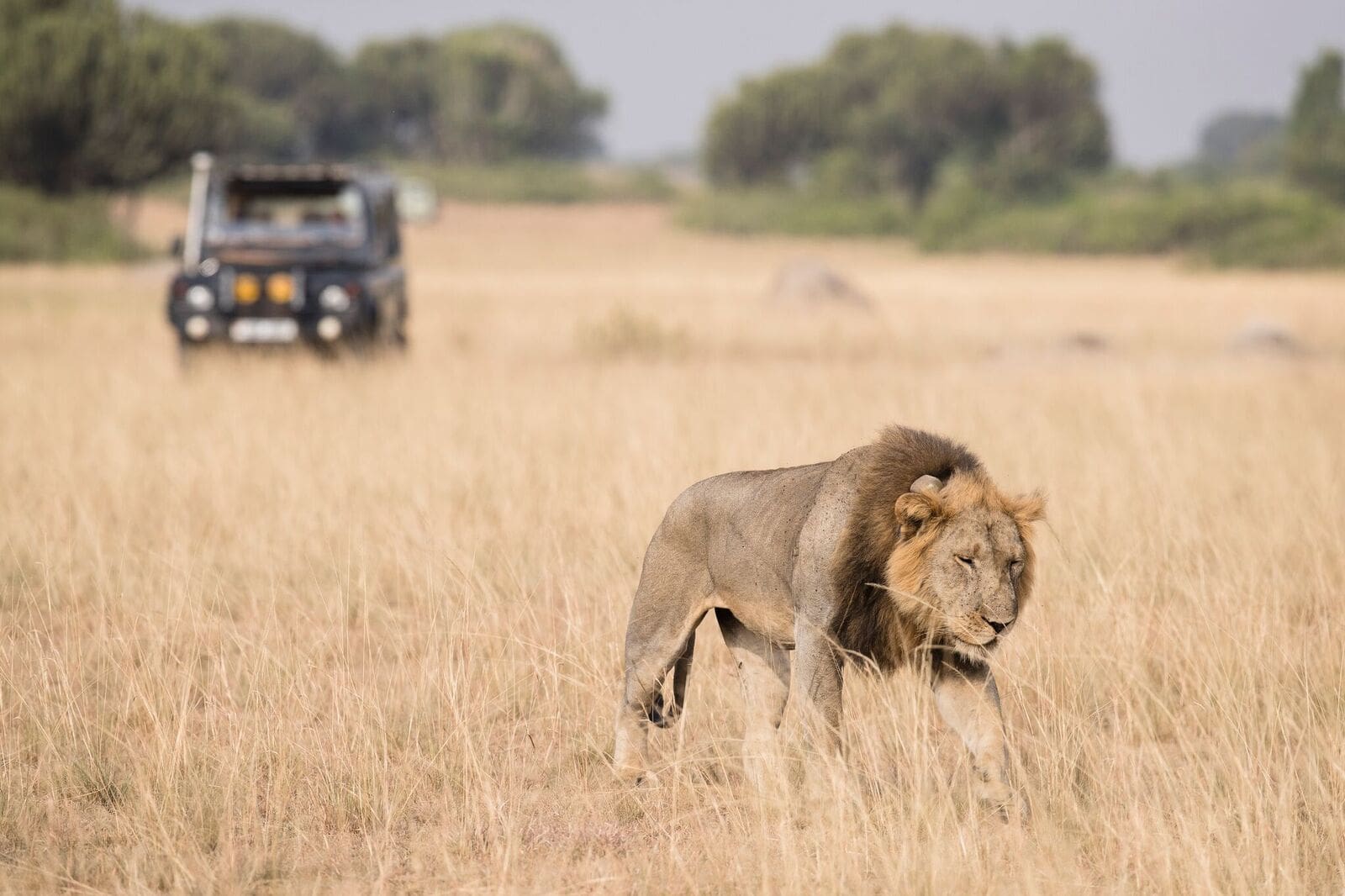 Lion Research Safari