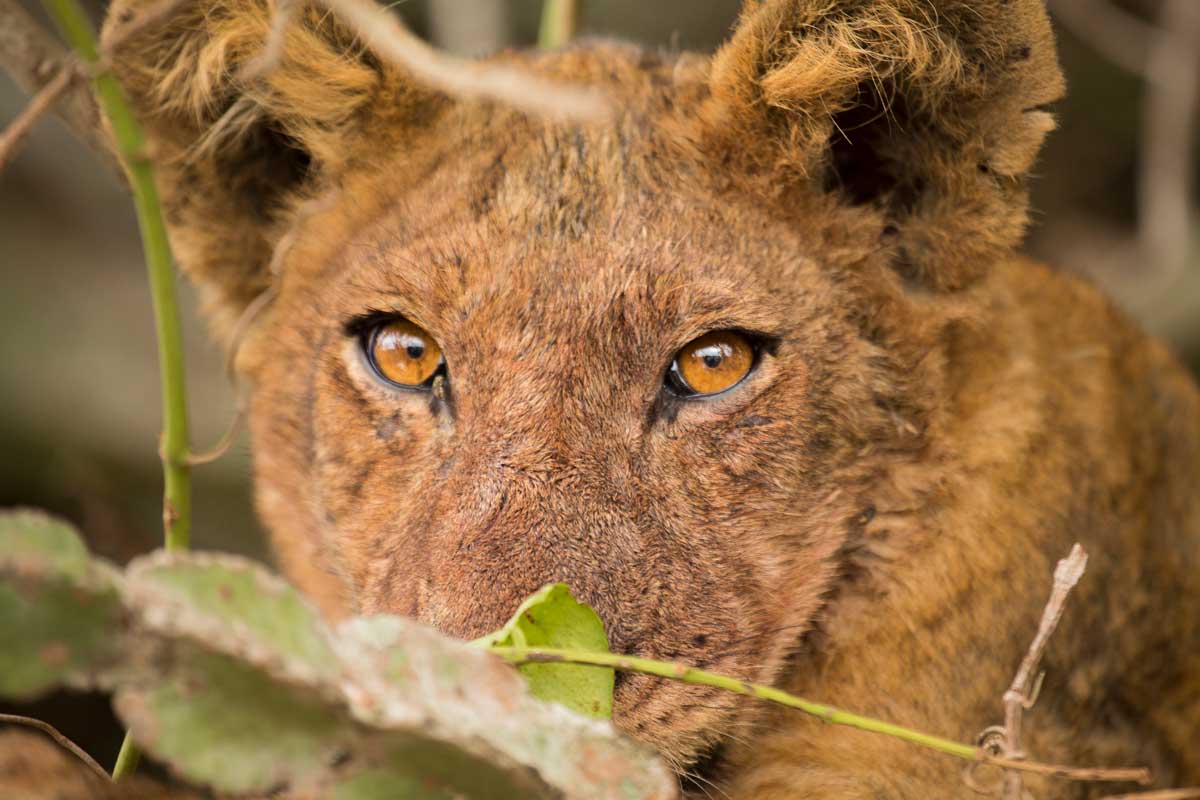 Braczkowski test50 104