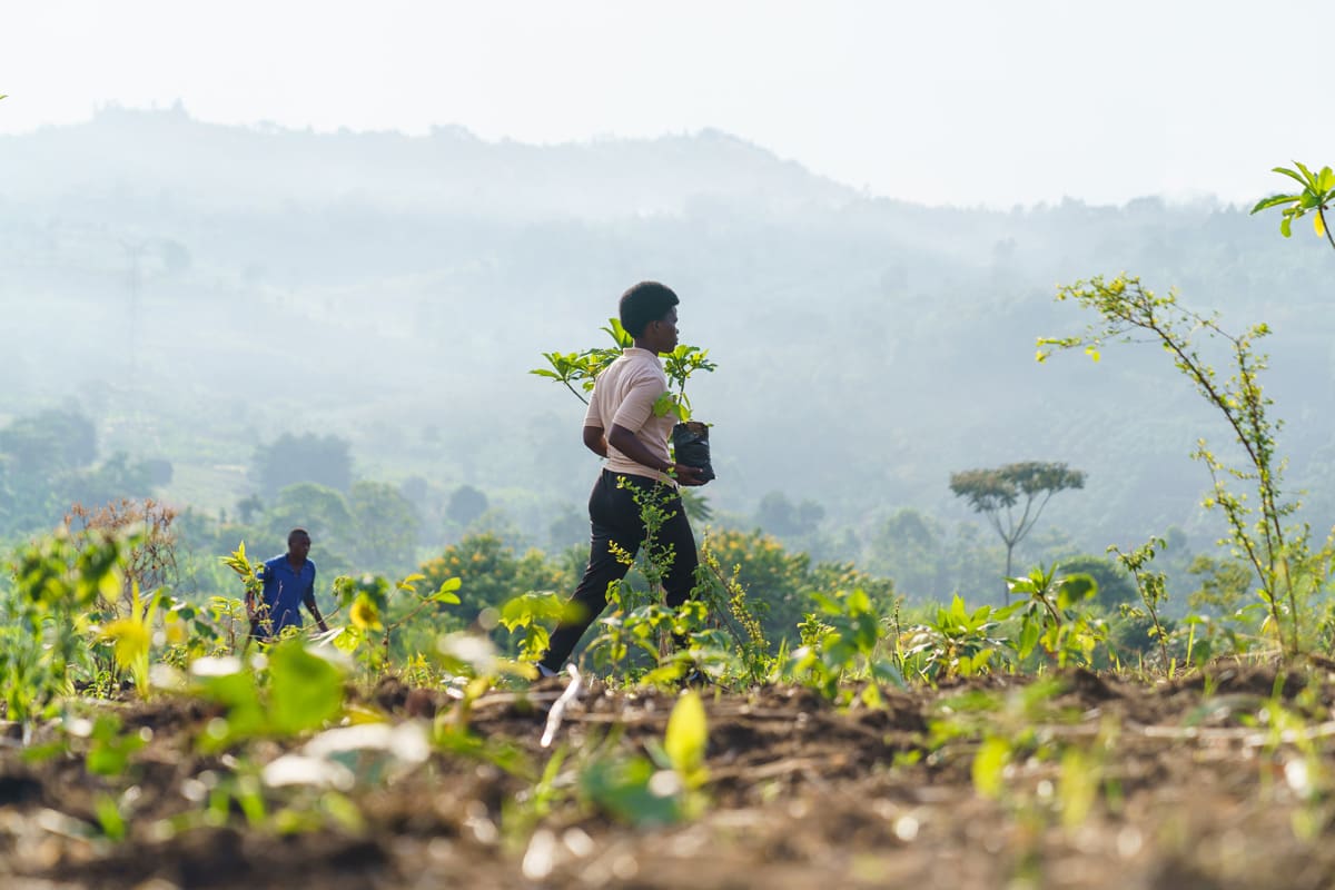 Tree Nursery and Reforestation Project