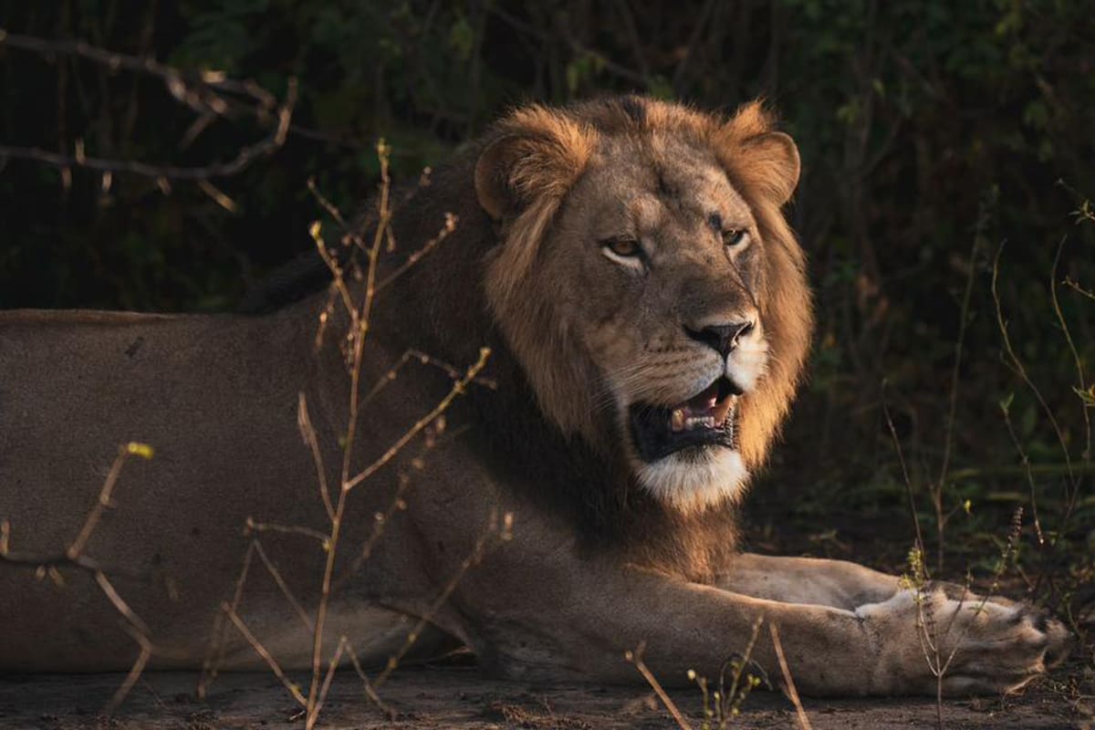 Lion-Image-2024-03-06-at-3.59.34-PM