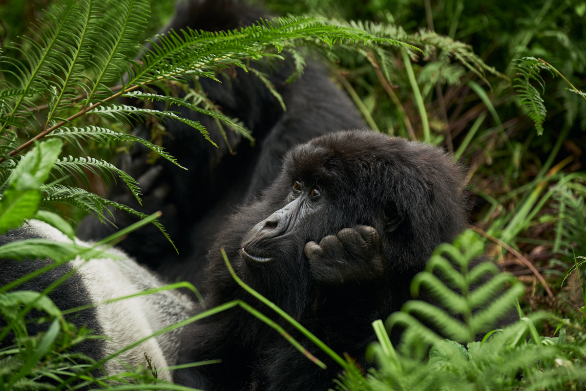 3 Mount Gahinga Lodge gorilla