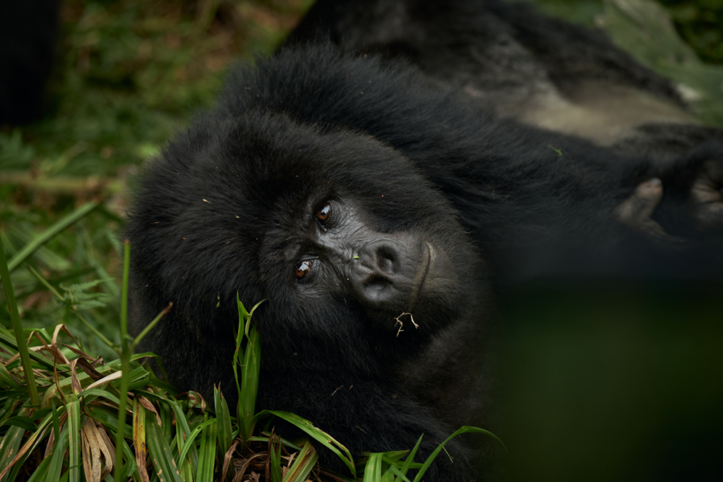 Expertly Curated Great Ape and Wildlife Safaris 10 Gorillas