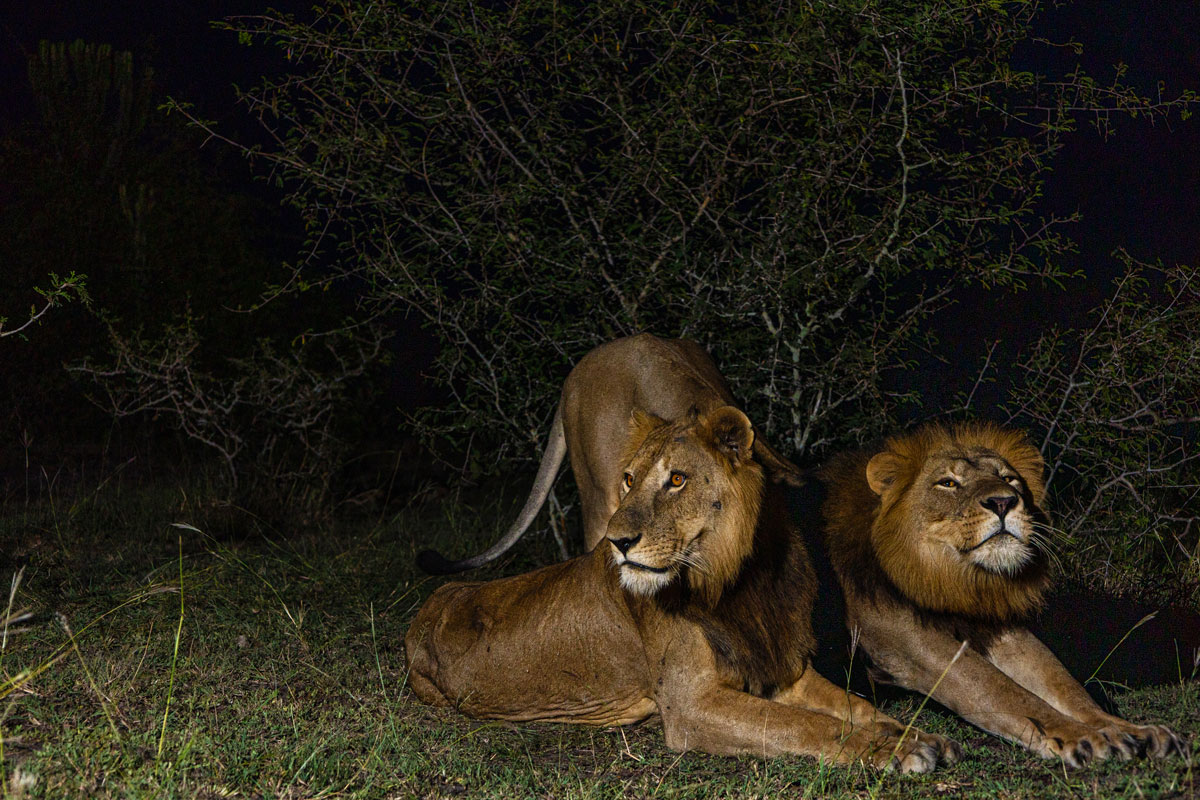 Jacob-and-Tibu-Lions 2