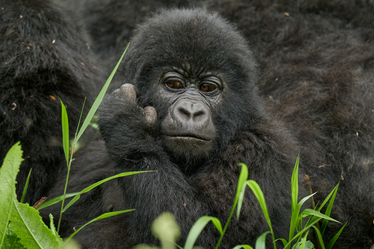 Mount Gahinga Lodge - Gorilla