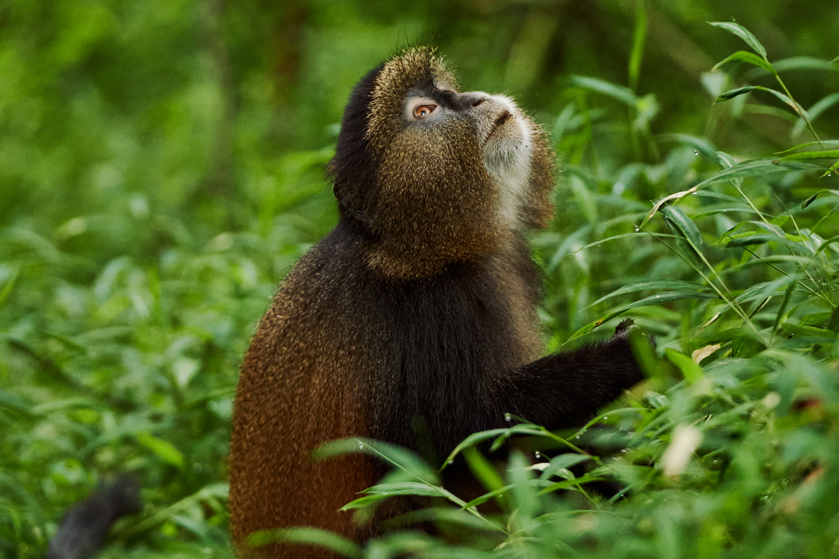 Volcanoes Safaris Golden Monkey