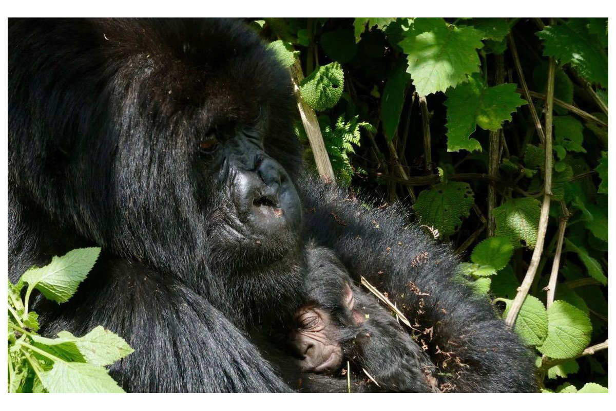 VIRUNGA NEW BIRTH