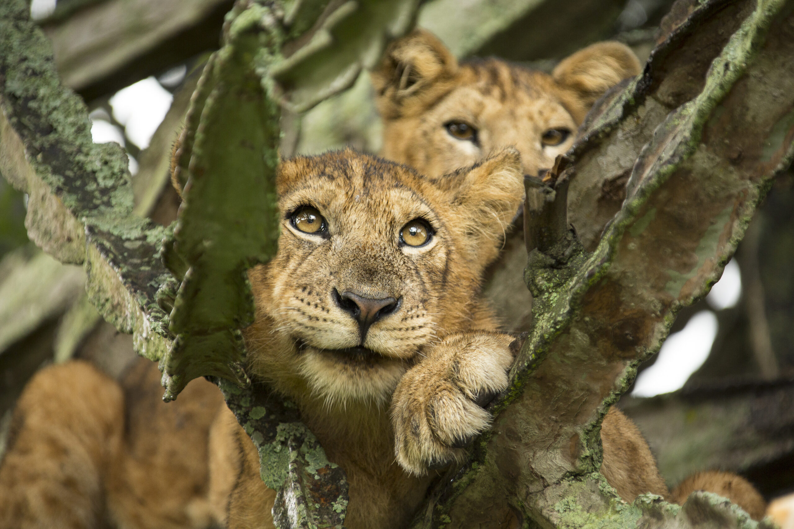 Two young lions, Panthera leo, balance in the branches of the thickest part of a large euphorbia tree.