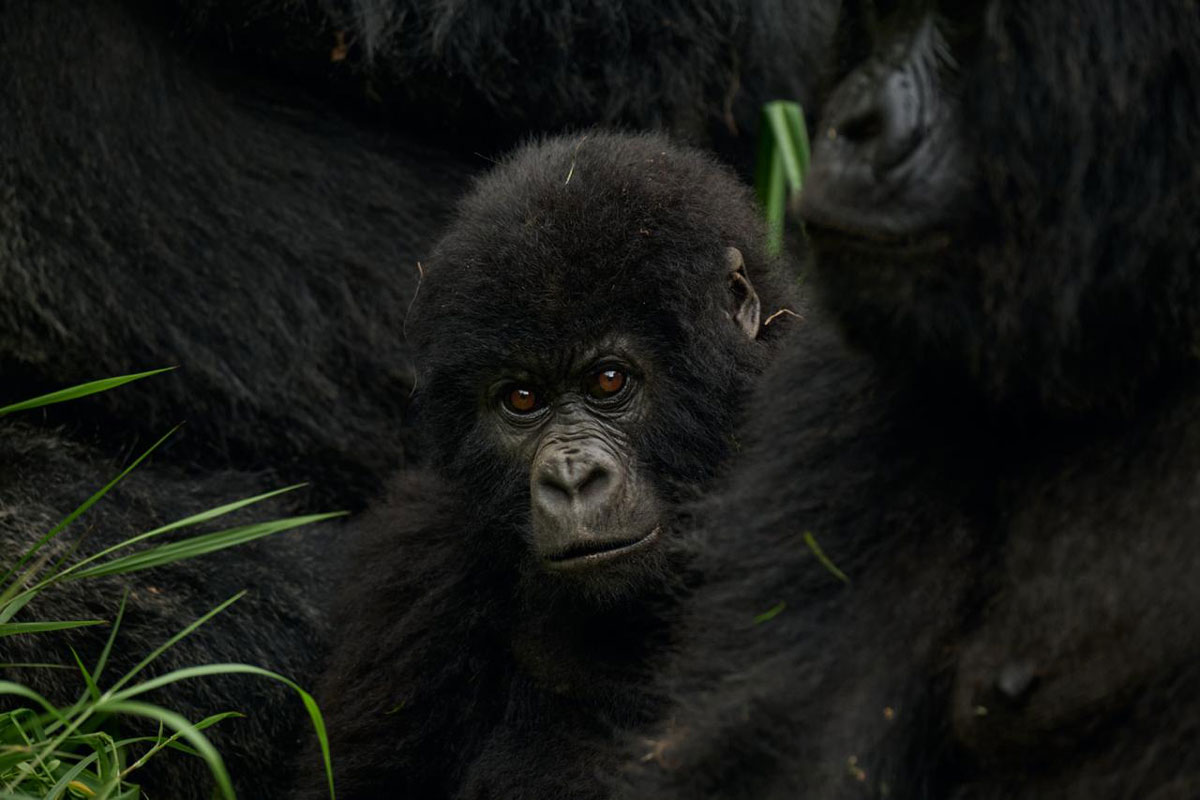Gorilla_Census-2025-05-07-at-11.43.28