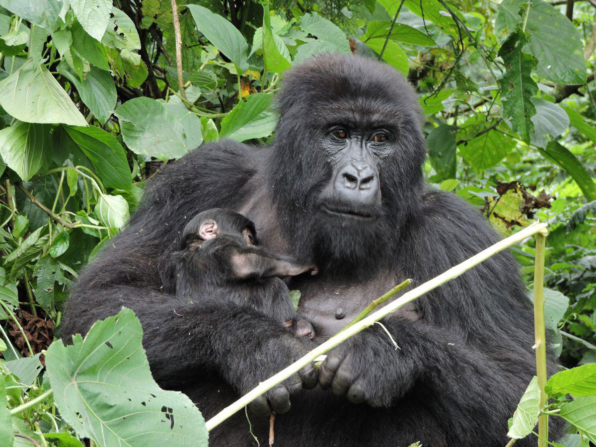 Virunga-National-Park-new-born-12.5.25