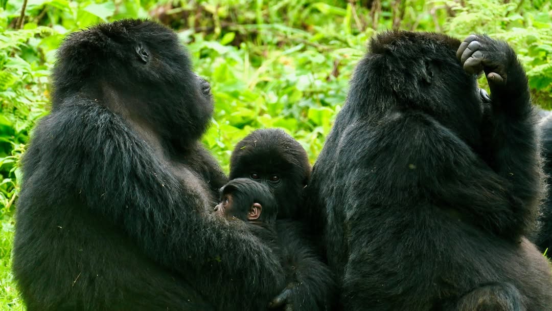 Volcanoes NP Hirwa Family new born