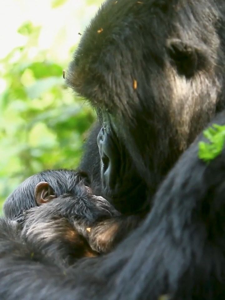 Pablo Gorilla Family