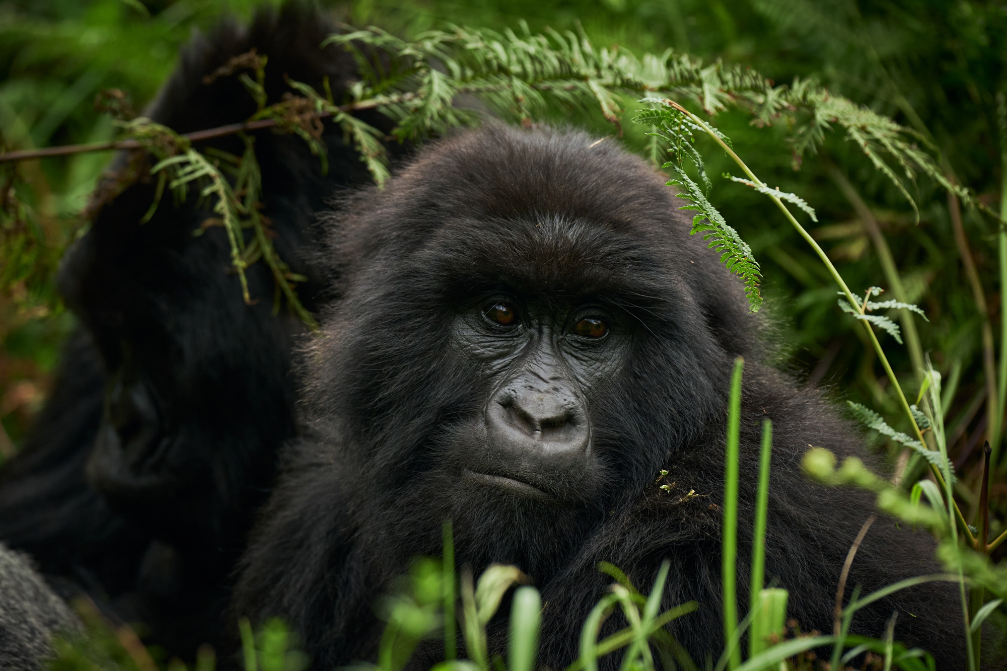 31-Mount-Gahinga-Lodge-Gorilla