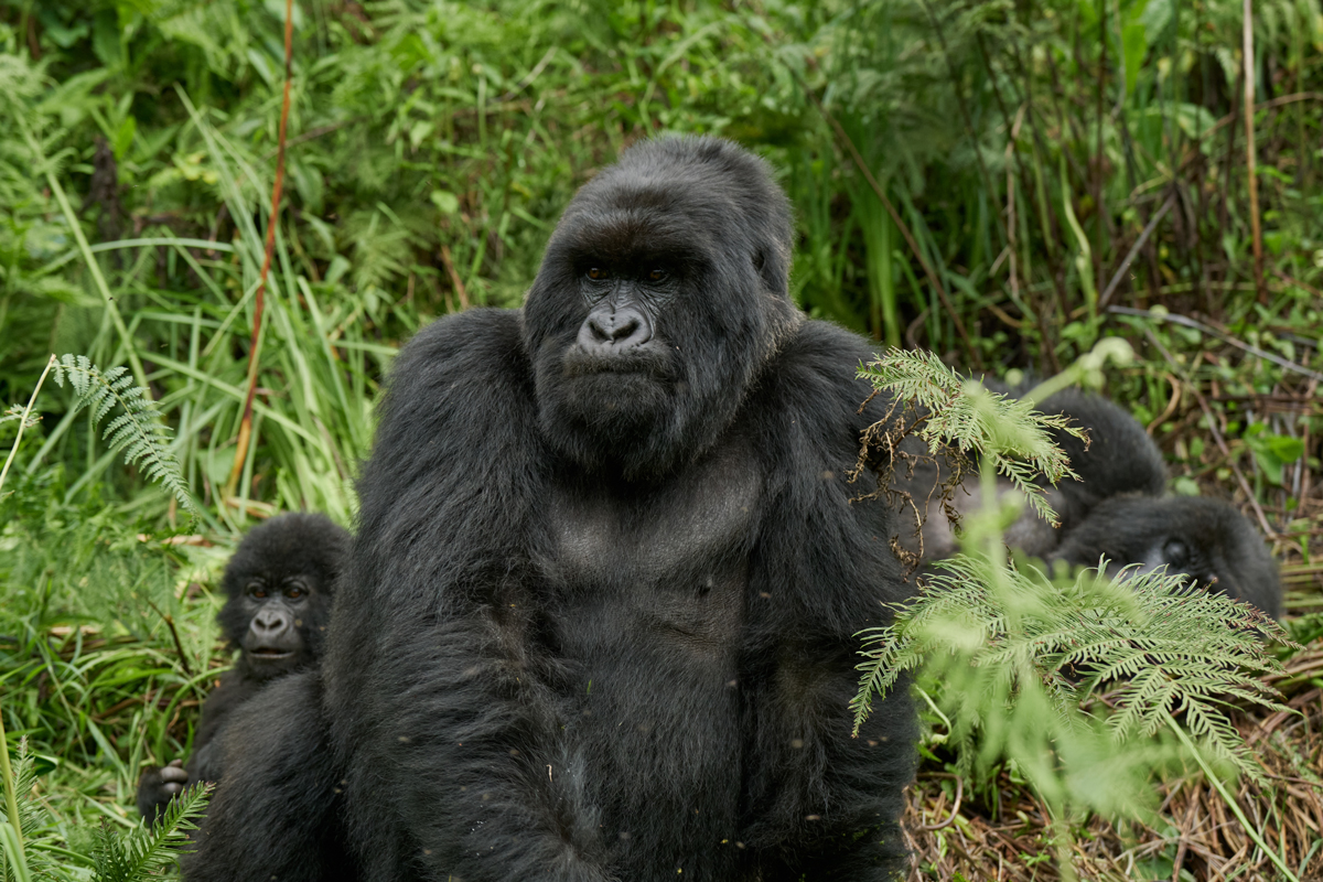 Gorilla Nyakagyezi Family Uganda