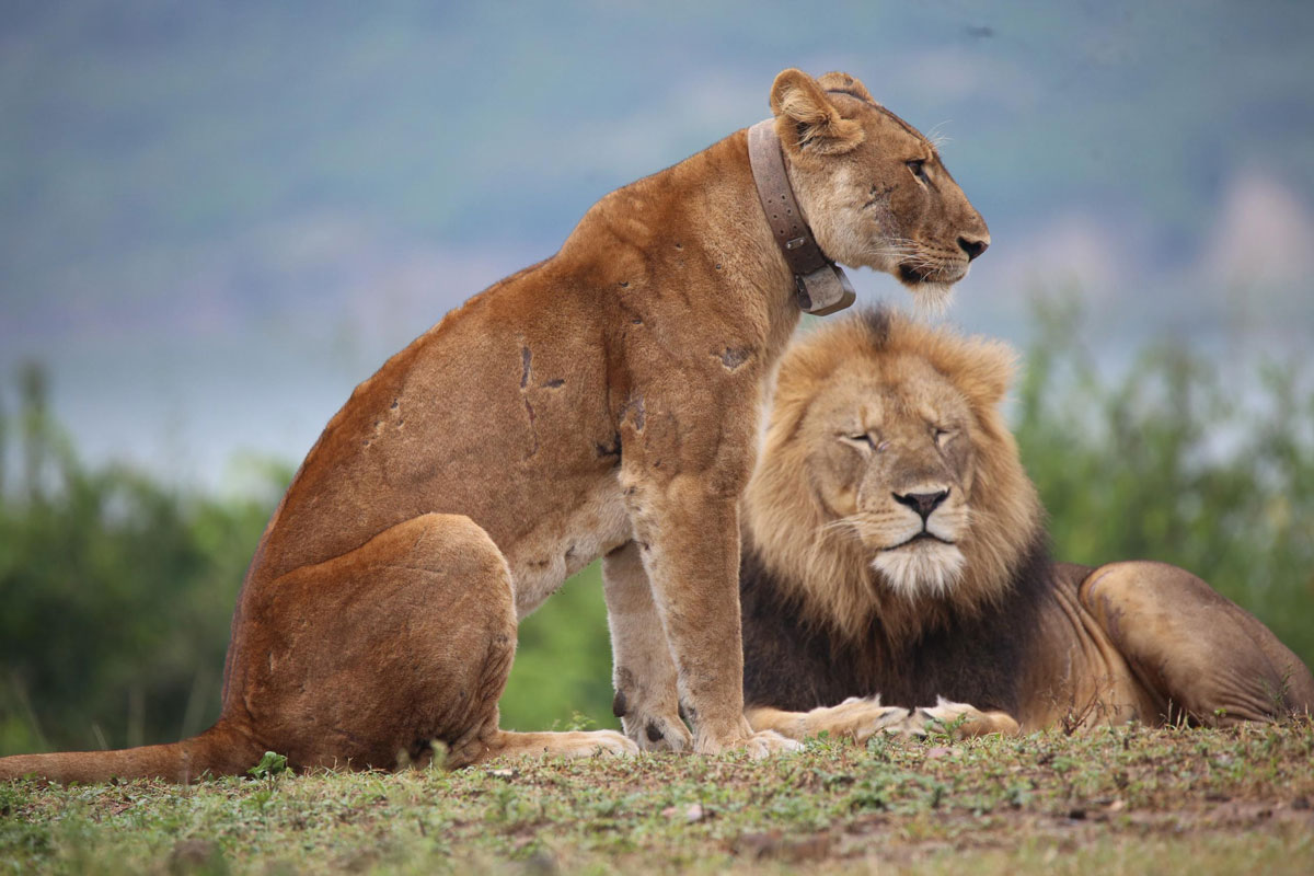 Lions-Tibu-and-Jill