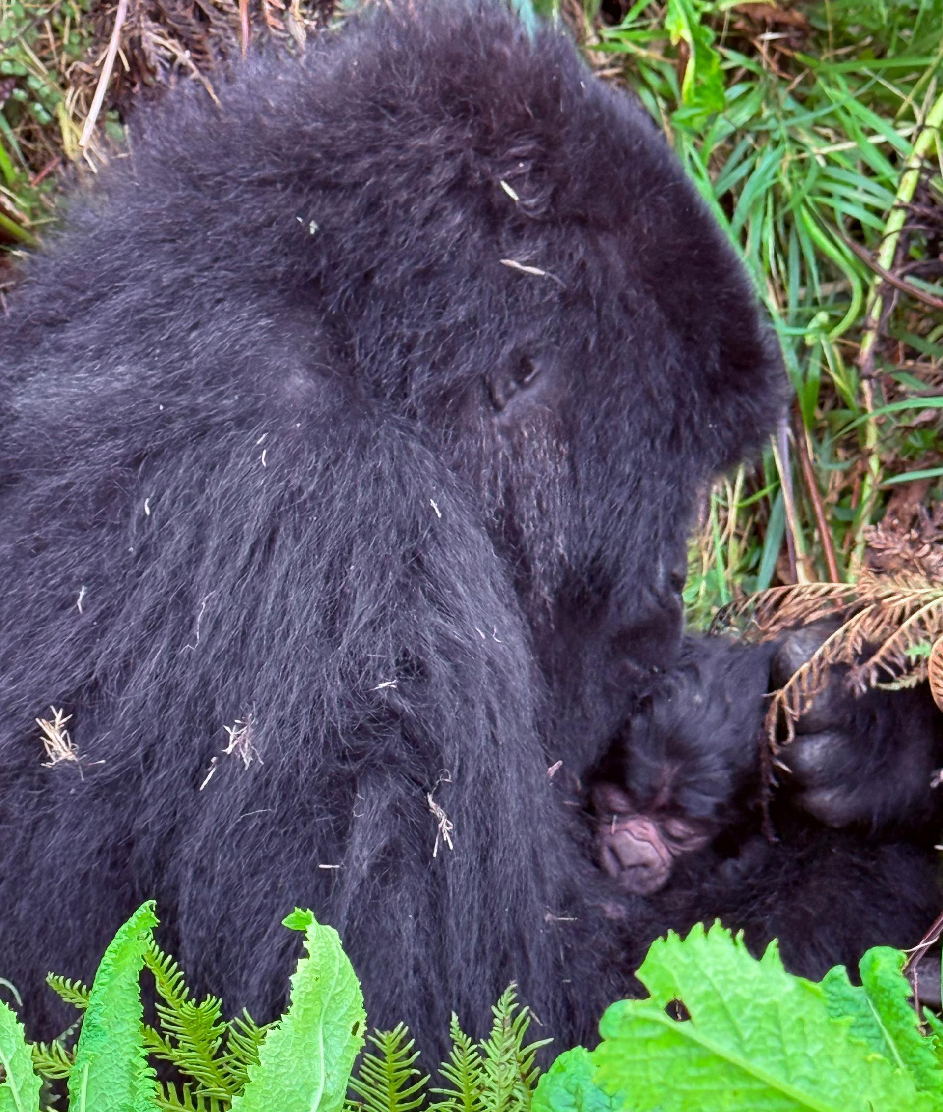 Tulambule's new baby